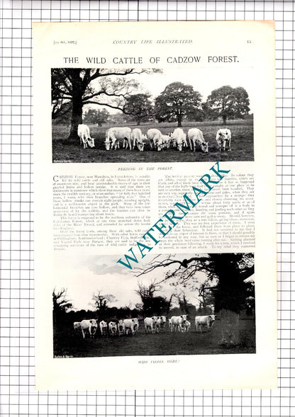 The Wild Cattle Of Cadzow Forest Lanarkshire Charles Reid - 1897 Article / Print