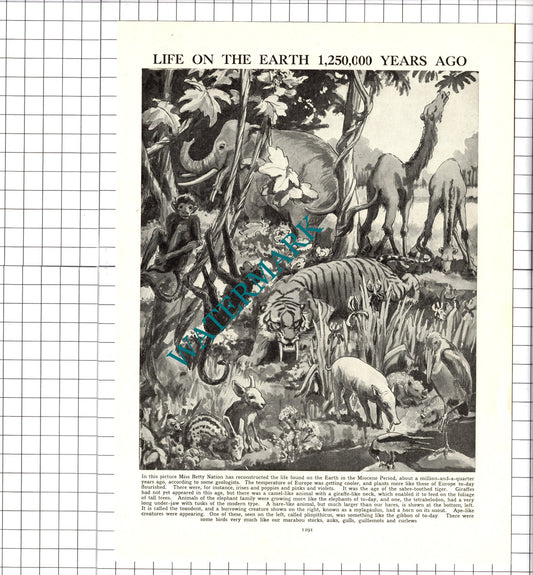 Miss Betty Nation Animal Illustration  - 1950s Clipping / Print