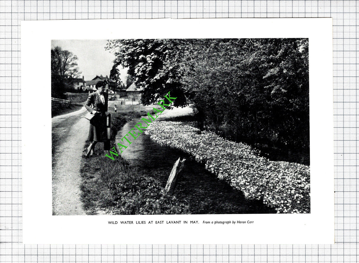 East Lavant Sussex Heron Carr -  1955 Cutting