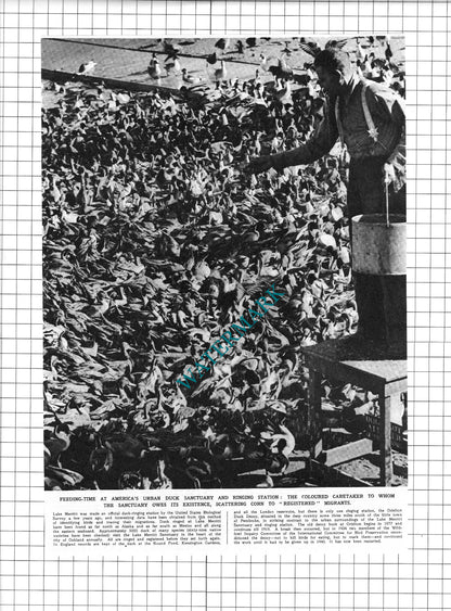 Albert Thomas Lake Merritt Oakland California  - 1947  2-Part  Clipping / Print