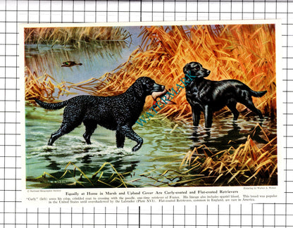 Weimaraner Pointer / Curly Coated Retriever Dogs Walter A Weber - 1947 Clipping