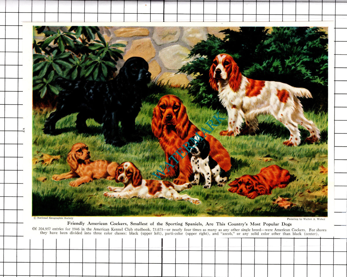 American Cocker Spaniels / Irish Setters Dogs Walter A Weber - 1947 Clipping