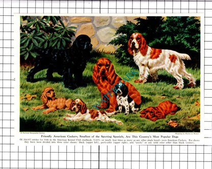 American Cocker Spaniels / Irish Setters Dogs Walter A Weber - 1947 Clipping