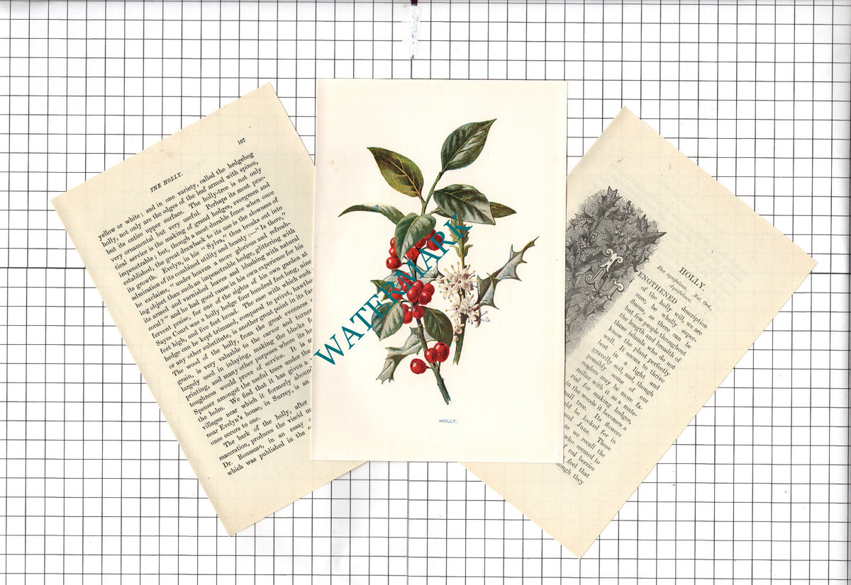 HOLLY Botannical Wild Flower Plant Hulme - c.1900 Small Print
