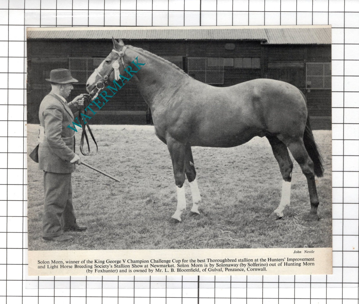 Mr L B Bloomfield Gulval Penzance Cornwall Horse Solon Morn - 1962  Clipping