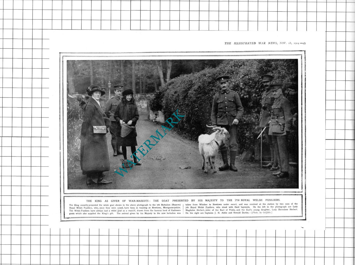 7th Royal Welsh Fusiliers Goat Earl of Powis Addie WW1 - 1914 Clipping / Print