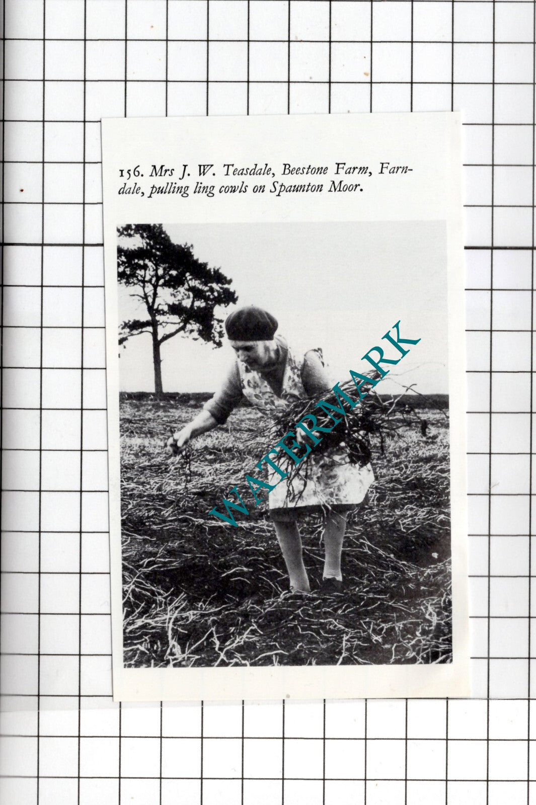 Mrs J W Teasdale Beestone Farm Farndale Yorkshire  - Clipping