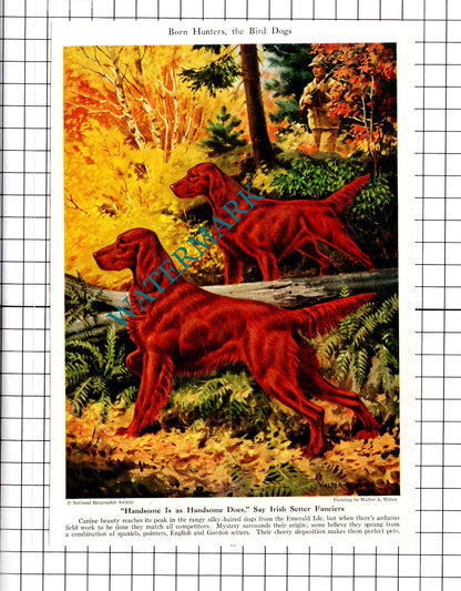 American Cocker Spaniels / Irish Setters Dogs Walter A Weber - 1947 Clipping