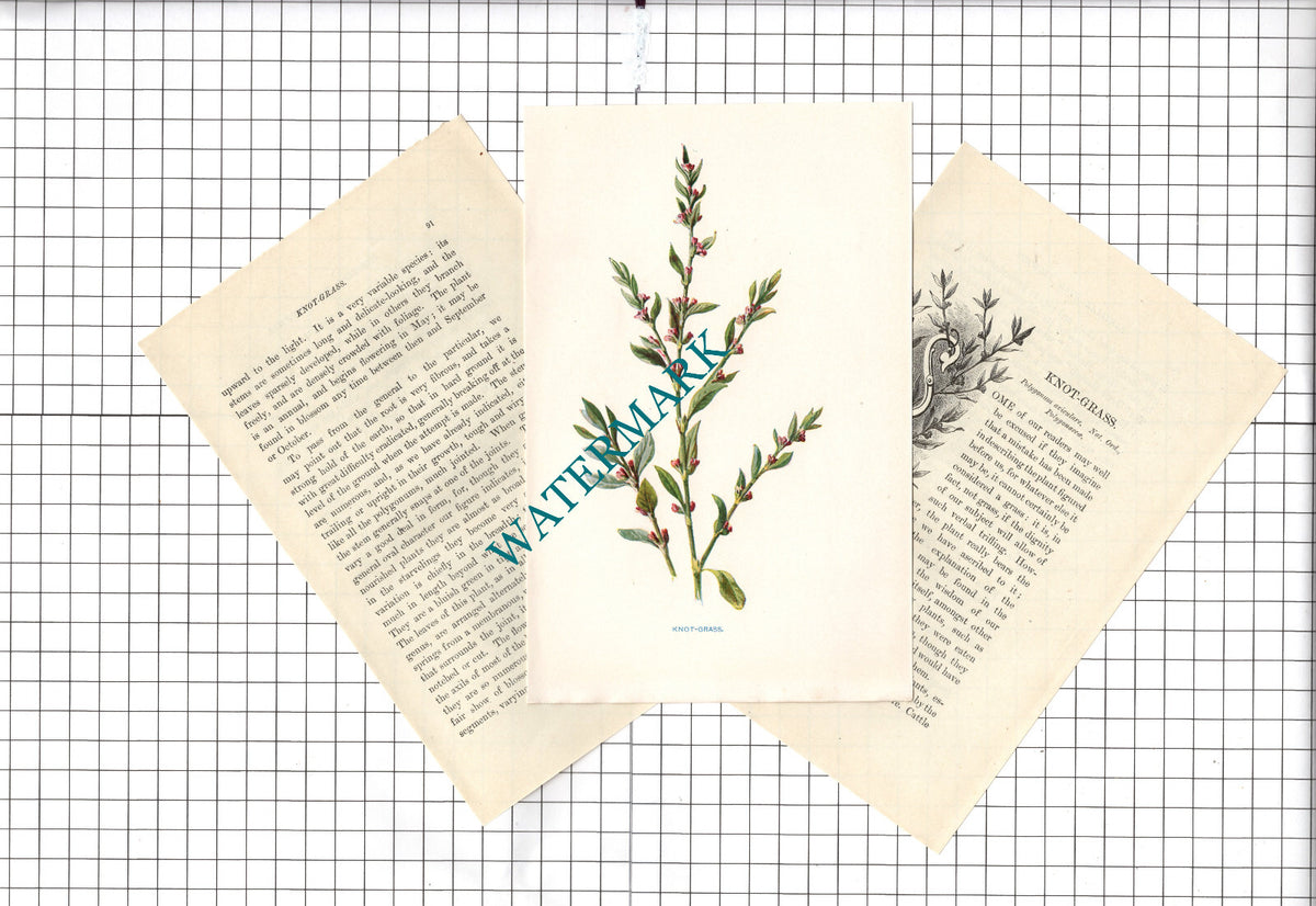 KNOT-GRASS Botannical Wild Flower Plant Hulme - c.1900 Small Print