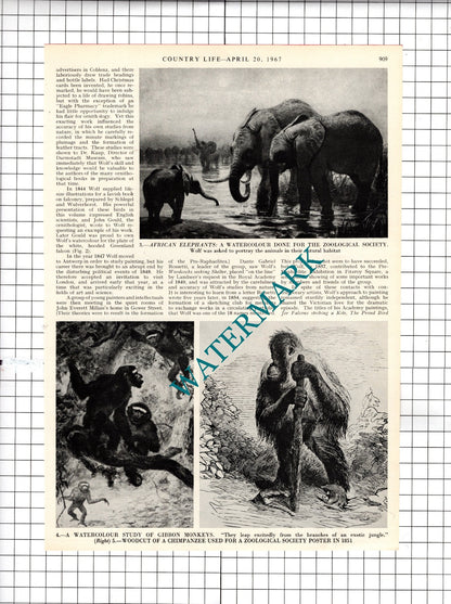 Joseph Wolf Illustrator  - 1967 Article