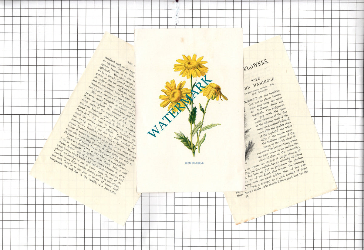 Corn Marigold Botannical Wild Flower Plant  - c.1900 Small Print