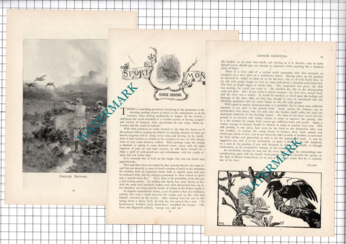 Grouse Shooting - 1897 Article / Print