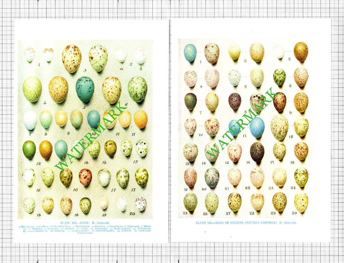 Bird Eggs Bird's Eggs H Gronvold  - 1960's   - THREE Prints