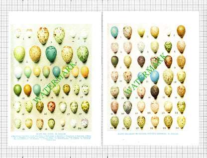 Bird Eggs Bird's Eggs H Gronvold  - 1960's   - THREE Prints