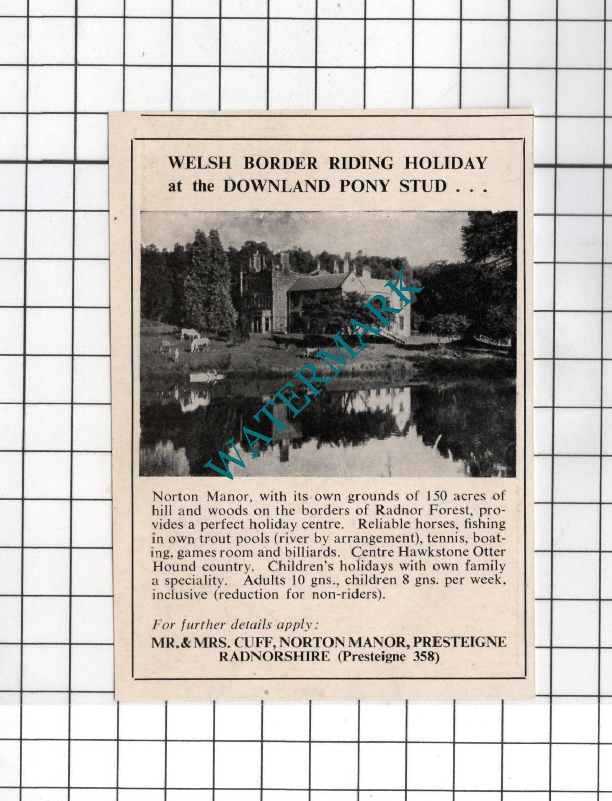 Mr & Mrs Cuff Norton Manor Presteigne Radnorshire Pony Stud - 1955 Small Advert