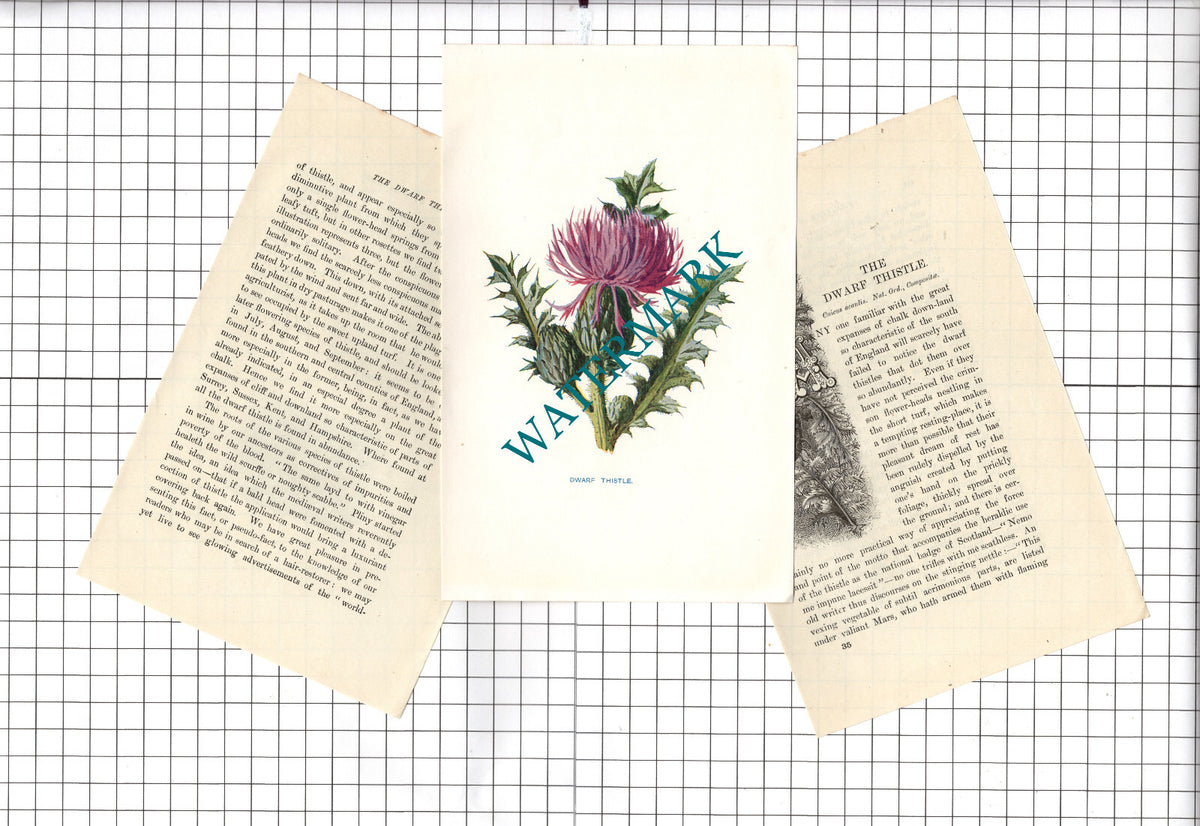 Dwarf Thistle Botannical Wild Flower Plant  - c.1900 Small Print