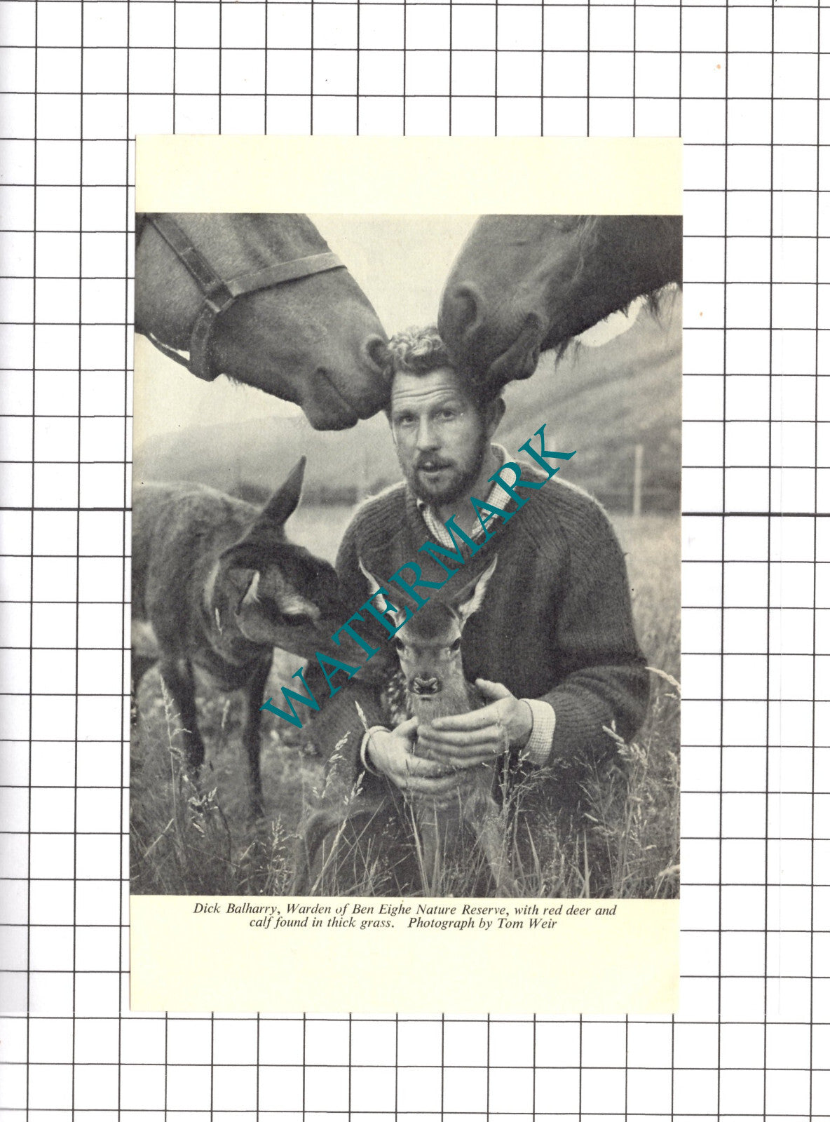 Ben Eighe Nature Reserve Dick Balharry - 1970 Clipping / Print