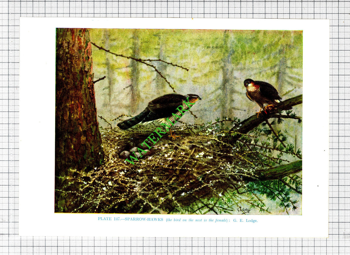 SPARROW HAWK G E Lodge  Bird  - 1960s Cutting / Print