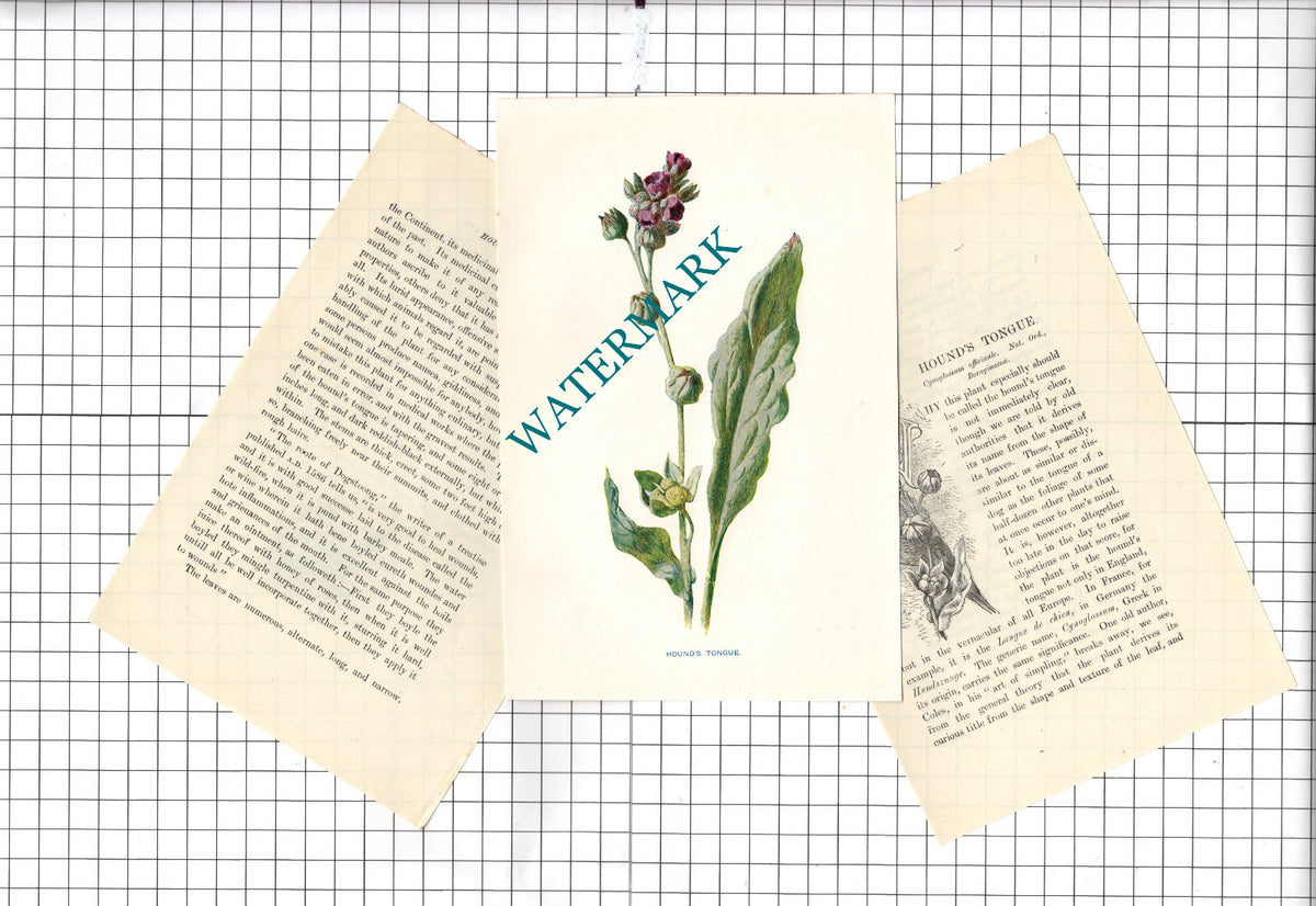 Hound's Tongue Botannical Wild Flower Plant  - c.1900 Small Print