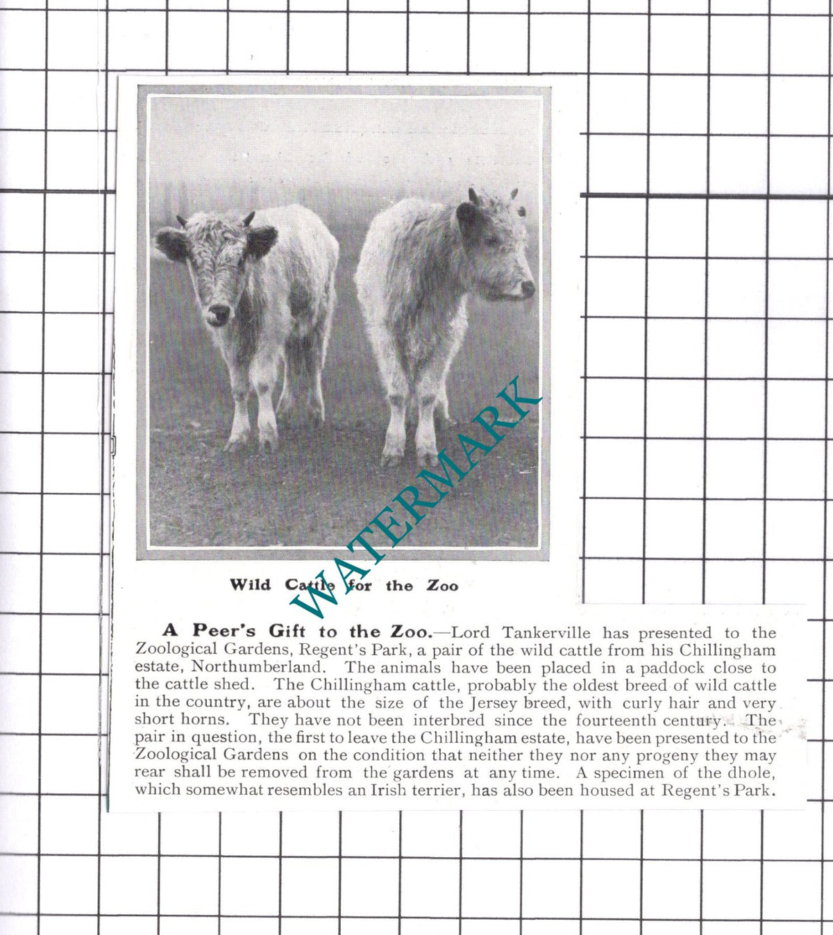 Lord Tankerville Chillingham Cattle Regent's Park Zoo - 1914 Small Clipping