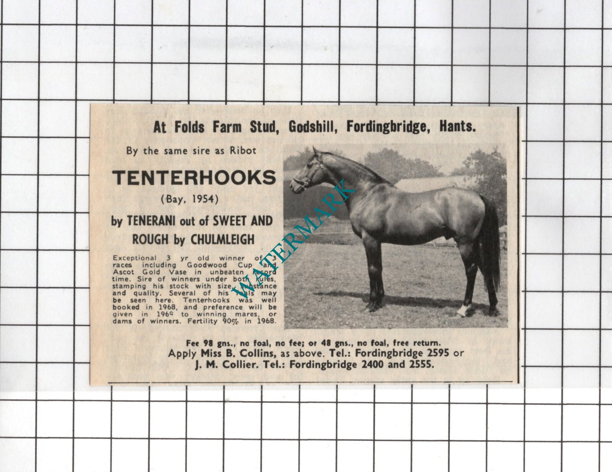 Folds Farm Stud Godshill Fordingbridge Tenterhooks Horse - 1968 Small  Advert