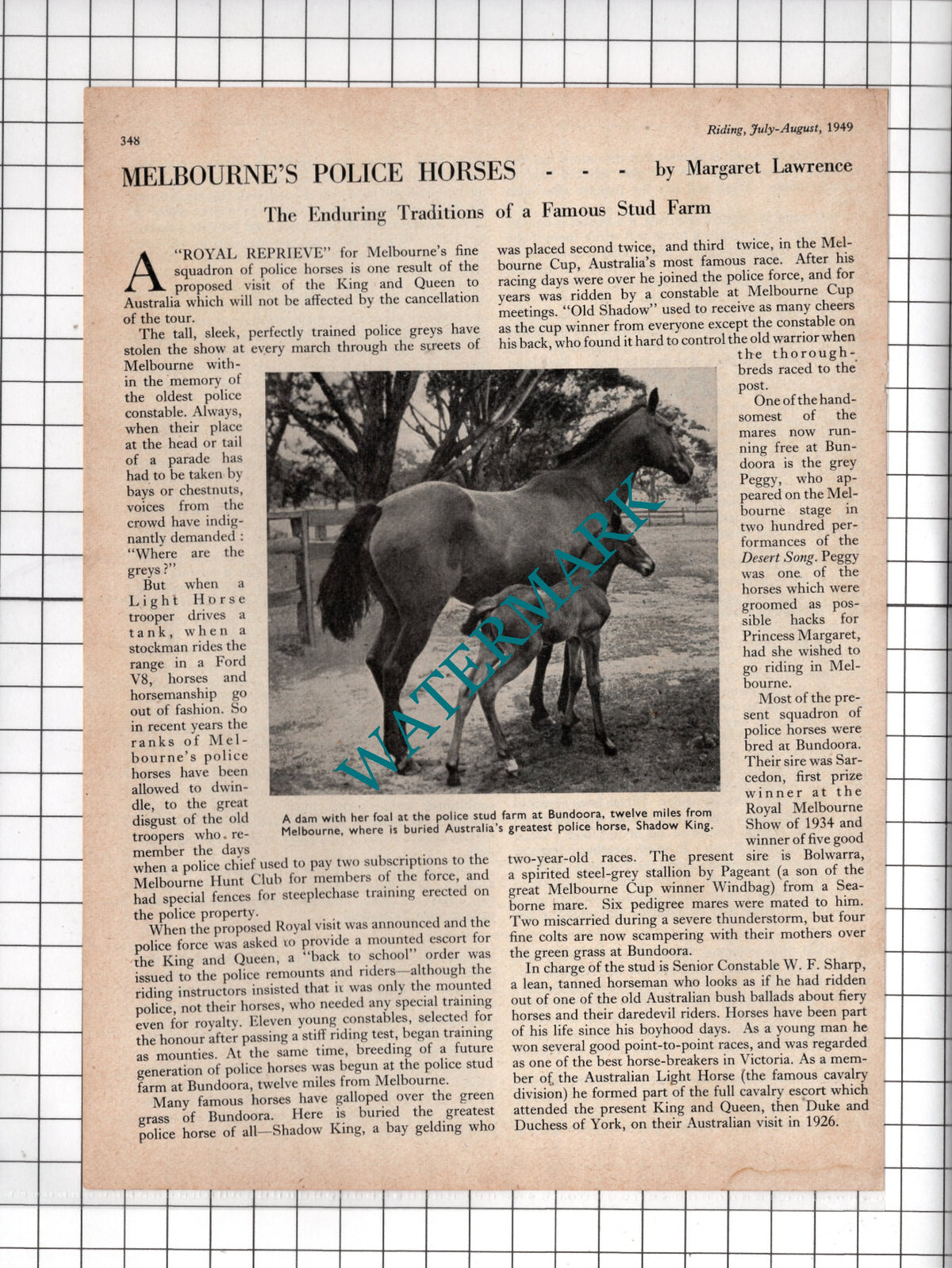 Melbourne Australia Police Horse Stud Farm Bundoora    - 1949 Article