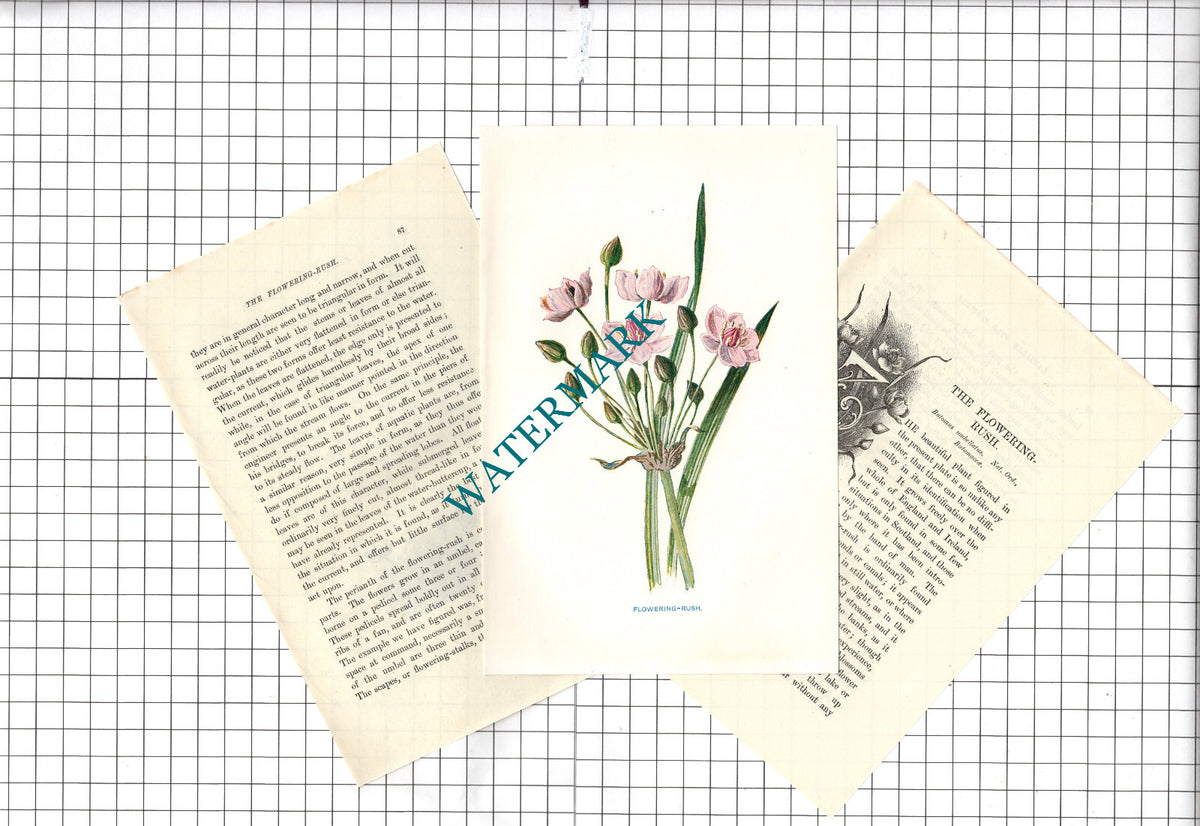 FLOWERING-RUSH Botannical Wild Flower Plant Hulme - c.1900 Small Print
