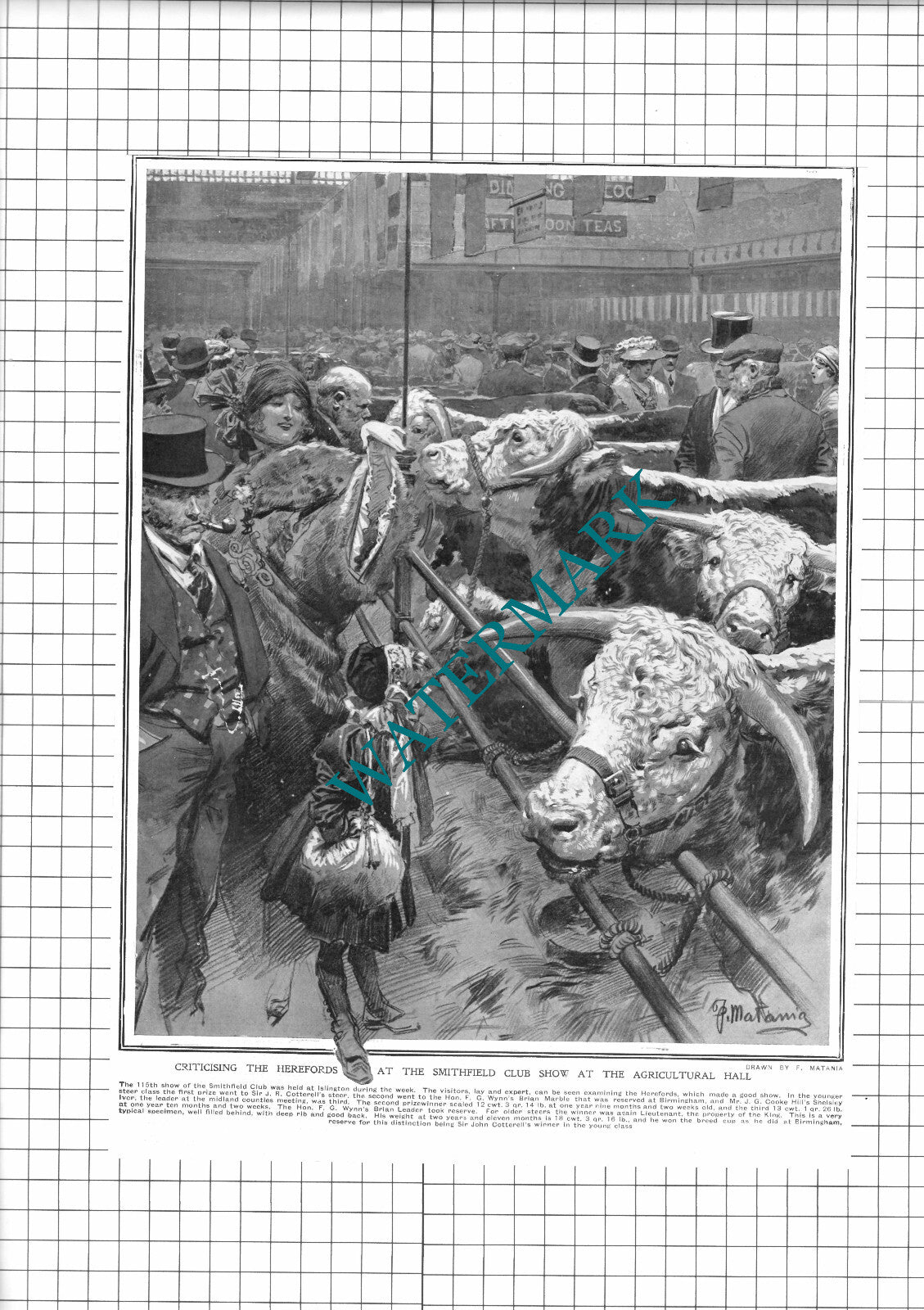 Smithfield Club Show Islington  Sir John Cotterell -  1913 Clipping / Print