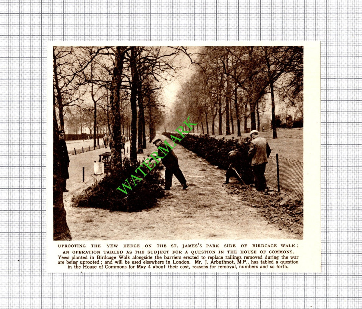 St James's Park London Birdcage Walk Yew Hedge - 1954 Small Cutting