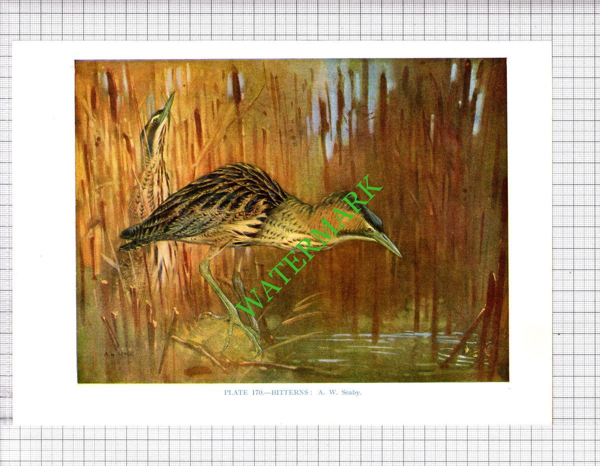 Bittern A W Seaby Bird - 1960's Cutting / Print