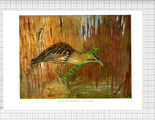 Bittern A W Seaby Bird - 1960's Cutting / Print