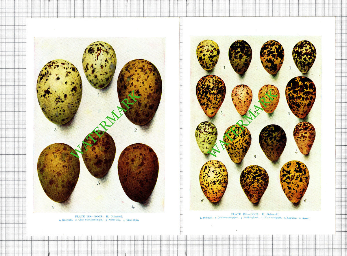 Bird Eggs Bird's Eggs Plover Kittiwake  H Gronvold  - 1960's   - THREE Prints