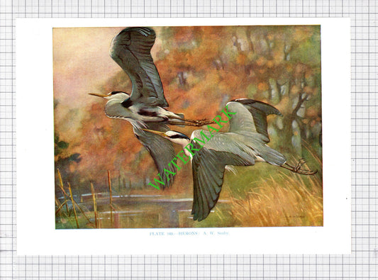 Heron A W Seaby Bird - 1960's Cutting / Print
