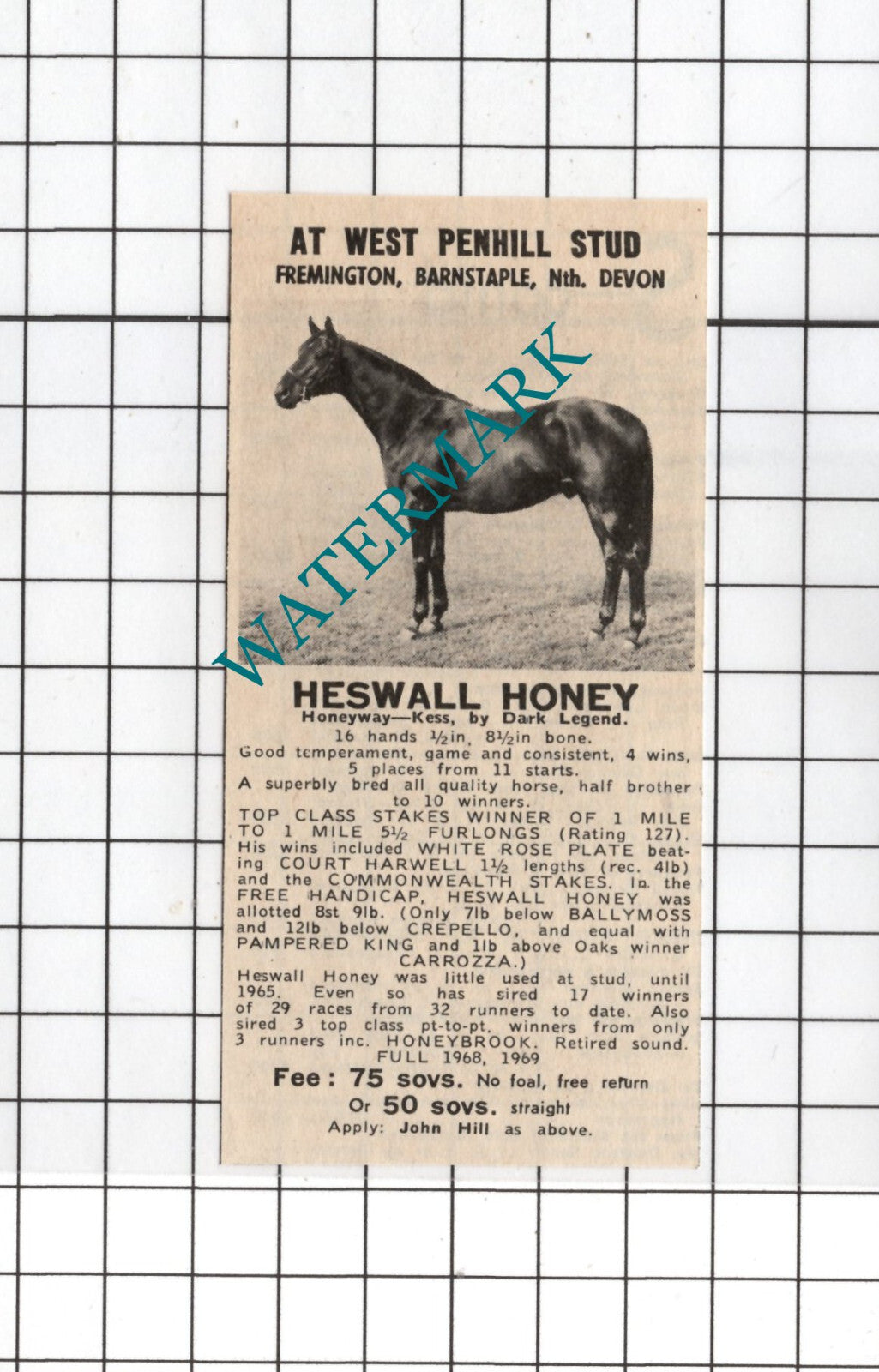 Arctic Kanda Race Horse Stone House Farm Stud Kingsland  - 1969 Small Advert