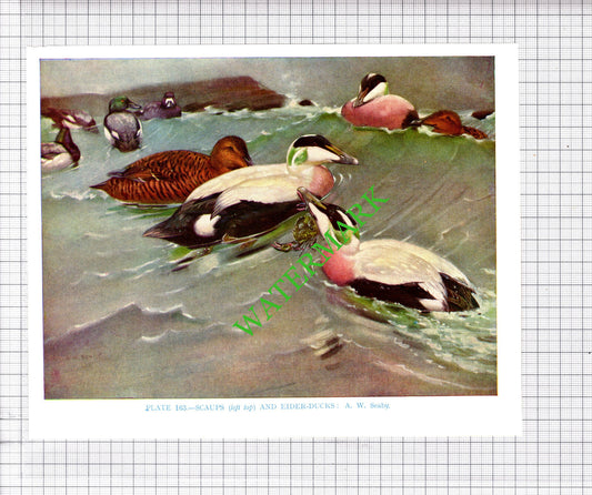 SCAUP ELDER DUCK   A W Seaby Bird - 1960's Cutting / Print