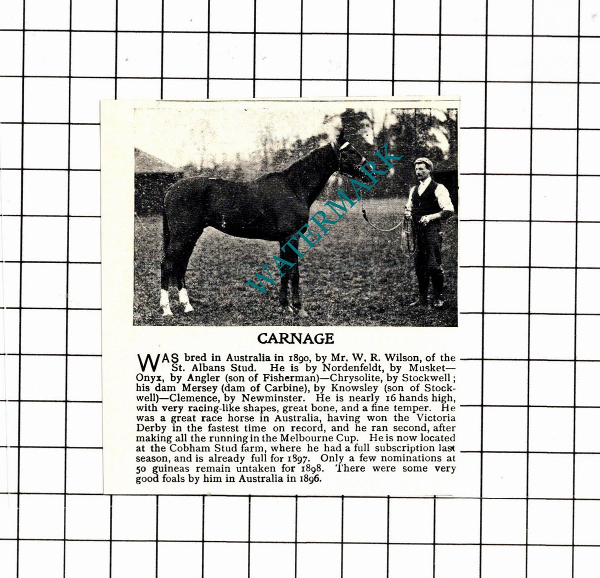 CARNAGE Race Horse Mr W R Wilson St Alban's Stud - 1897 SMALL Clipping