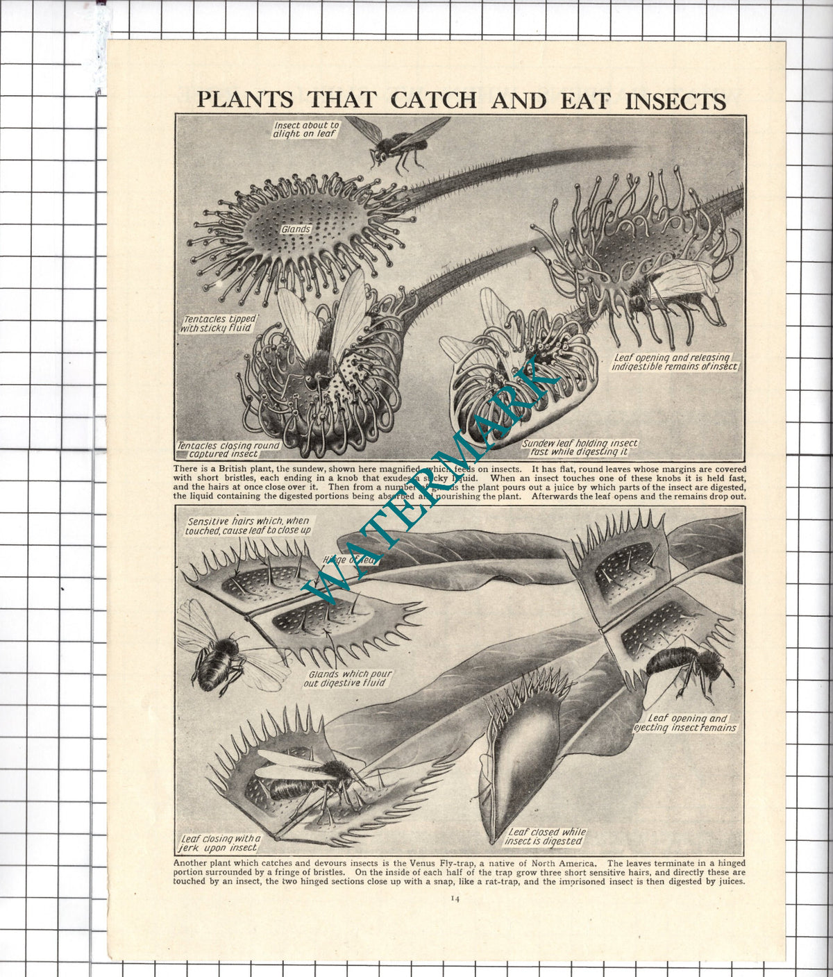 Insect Eating Plants Venus Fly-Trap Sundew - c.1940's Cutting / Print