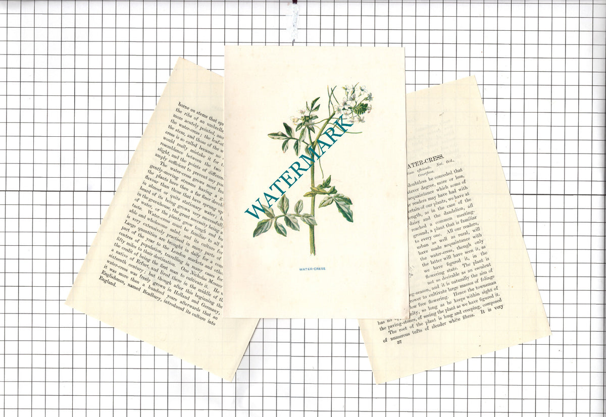 Water Cress Watercress Botannical Wild Flower Plant  - c.1900 Small Print
