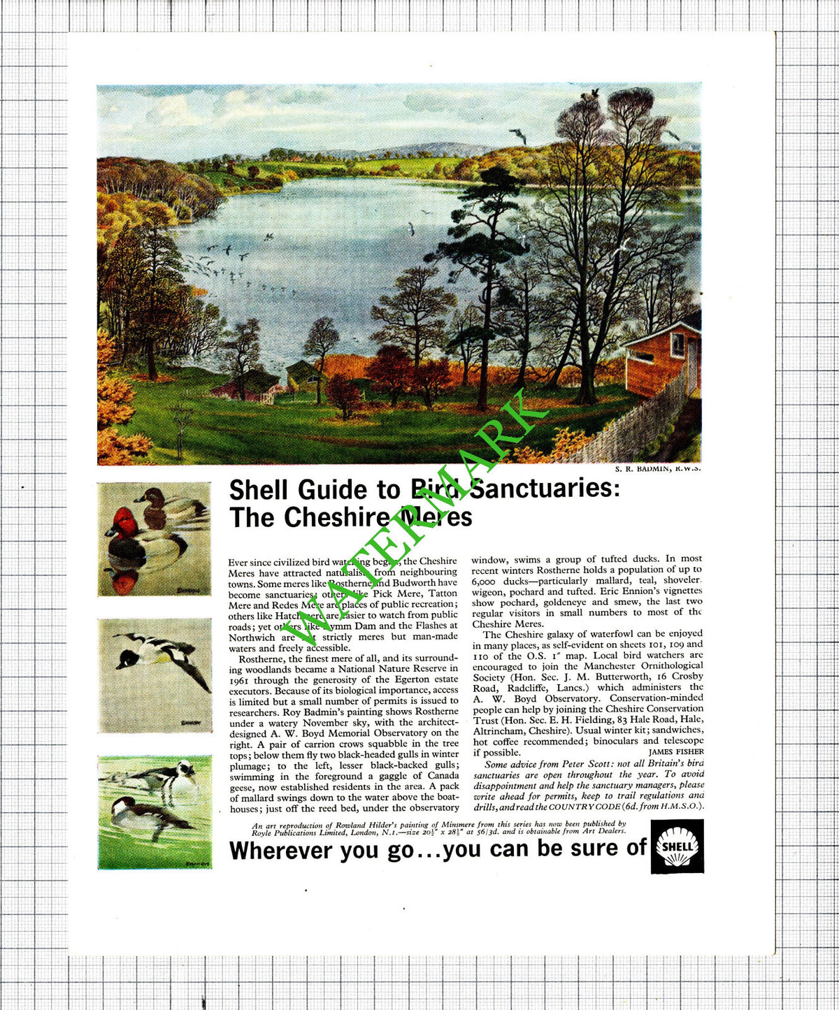 The Cheshire Meres Bird Sanctuary Shell Advert SR Badmin  - 1965 Cutting