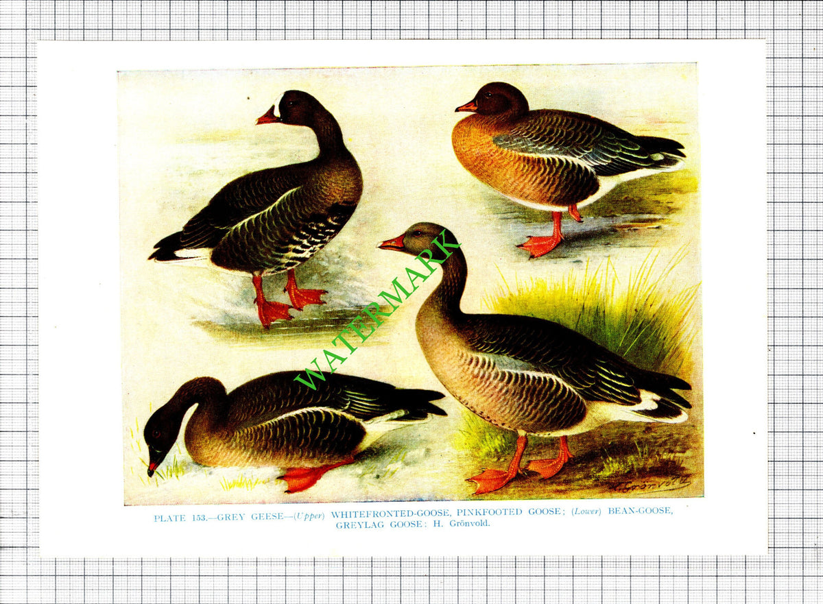 GEESE GOOSE Bird H Gronvold - 1960's Cutting / Print