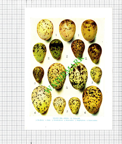 Bird Eggs Bird's Eggs Plover Kittiwake  H Gronvold  - 1960's   - THREE Prints