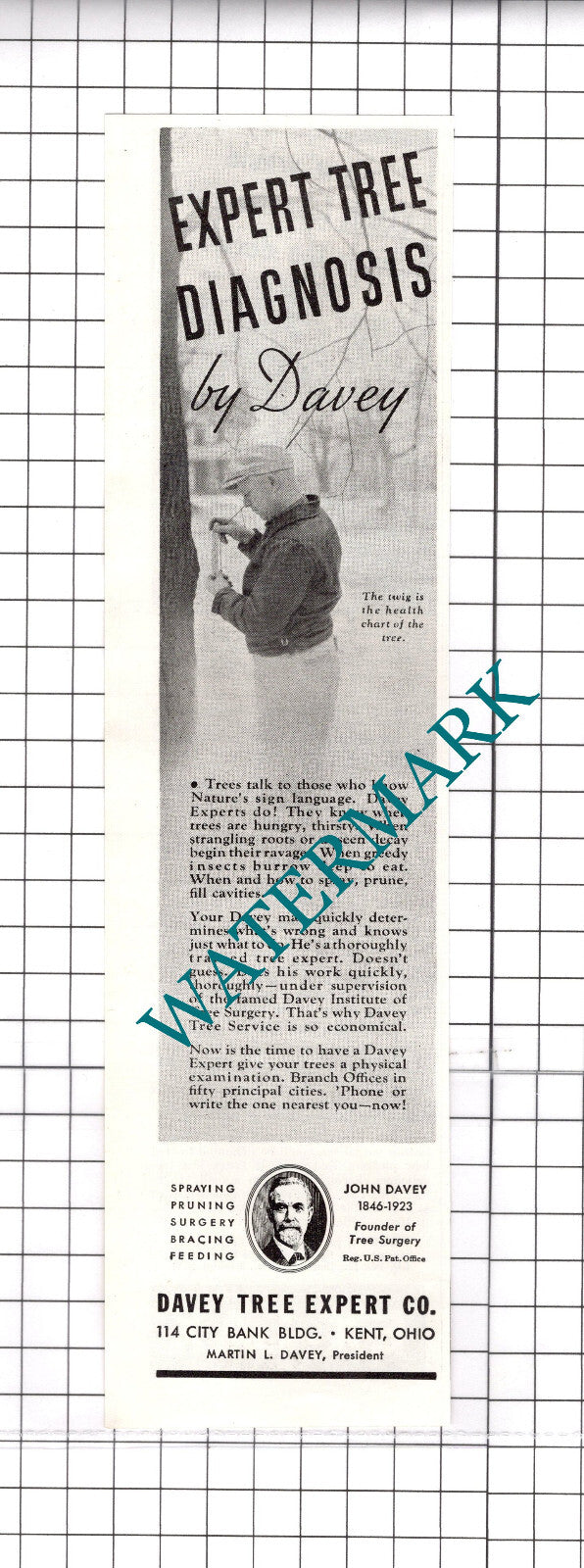 Davey Tree Expert Co Kent Ohio US Martin L Davey Advert  -  1937 Clipping