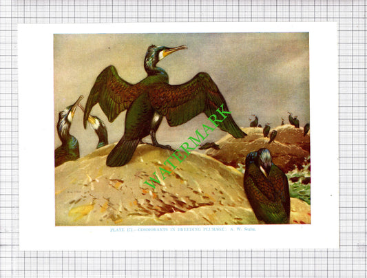CORMORANT A W Seaby Bird - 1960's Cutting / Print