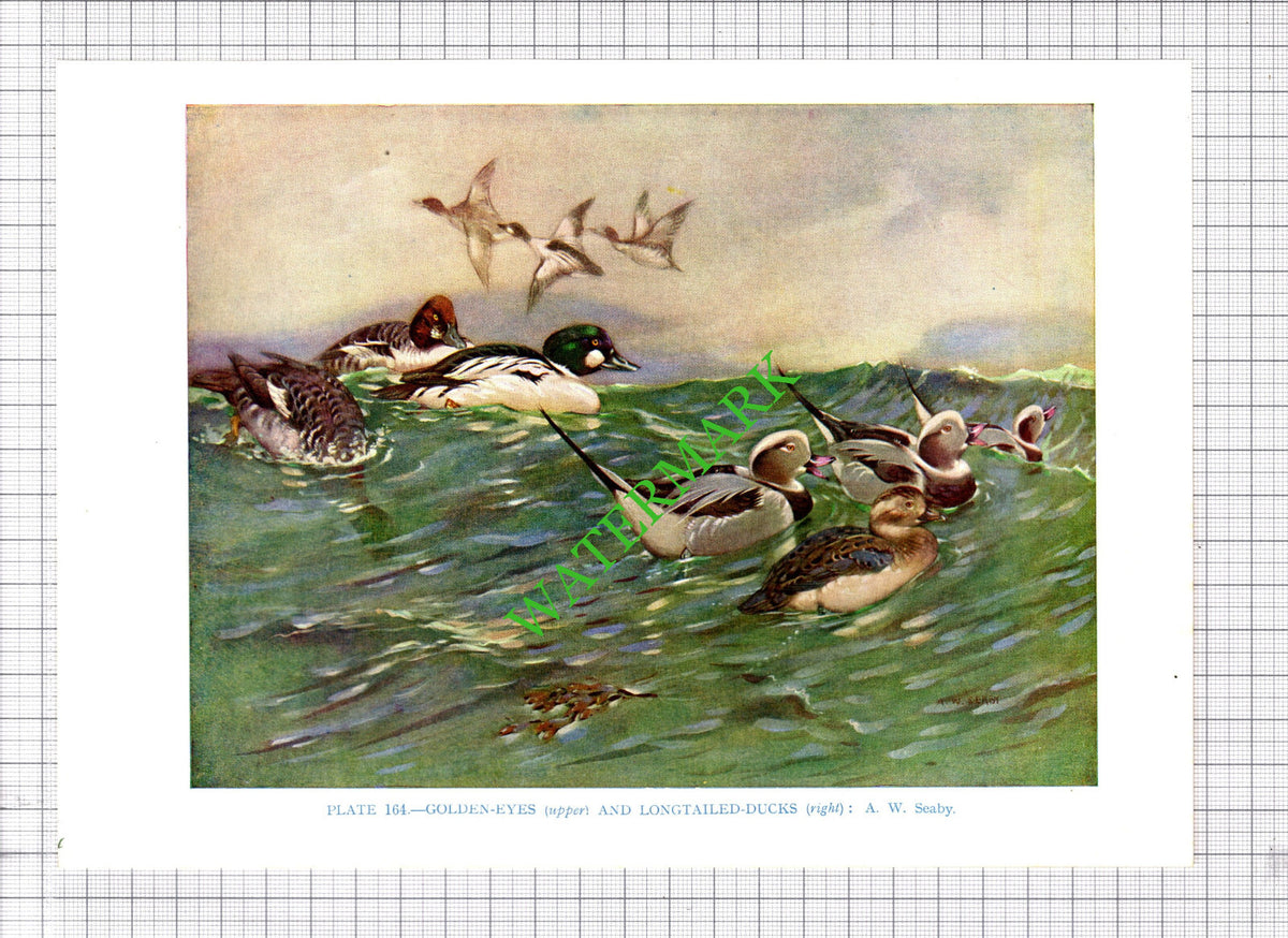 GOLDEN EYES LONGTAILED DUCKS A W Seaby Bird - 1960's Cutting / Print