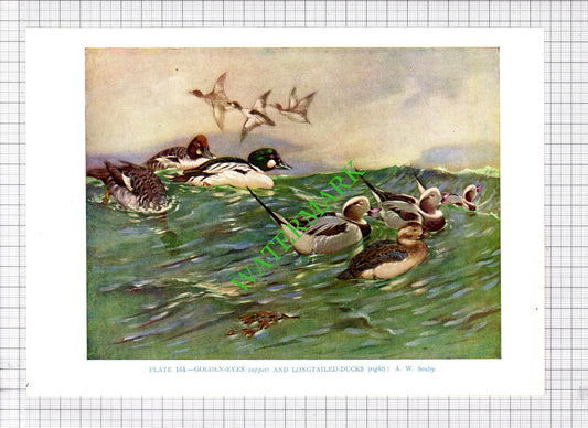 GOLDEN EYES LONGTAILED DUCKS A W Seaby Bird - 1960's Cutting / Print