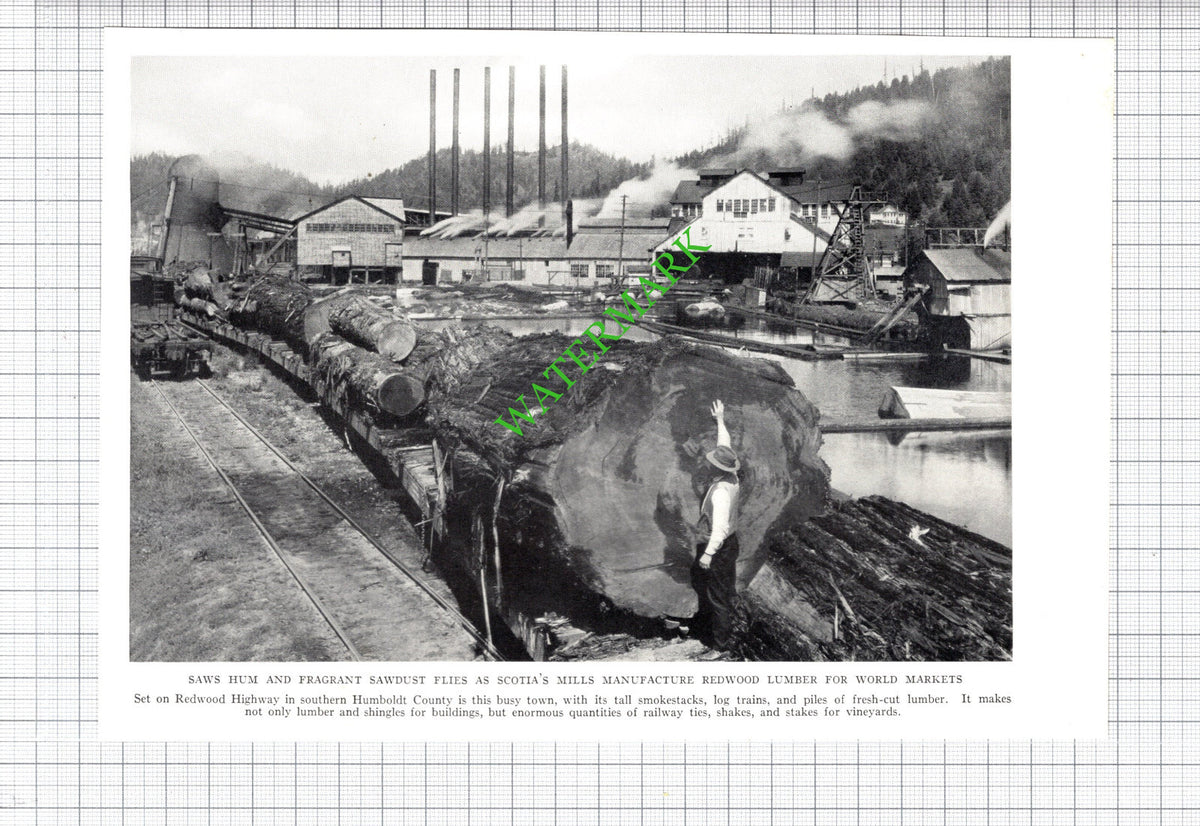 Scotia Humboldt County California Lumber Redwood Highway -c.1936 Cutting / Print