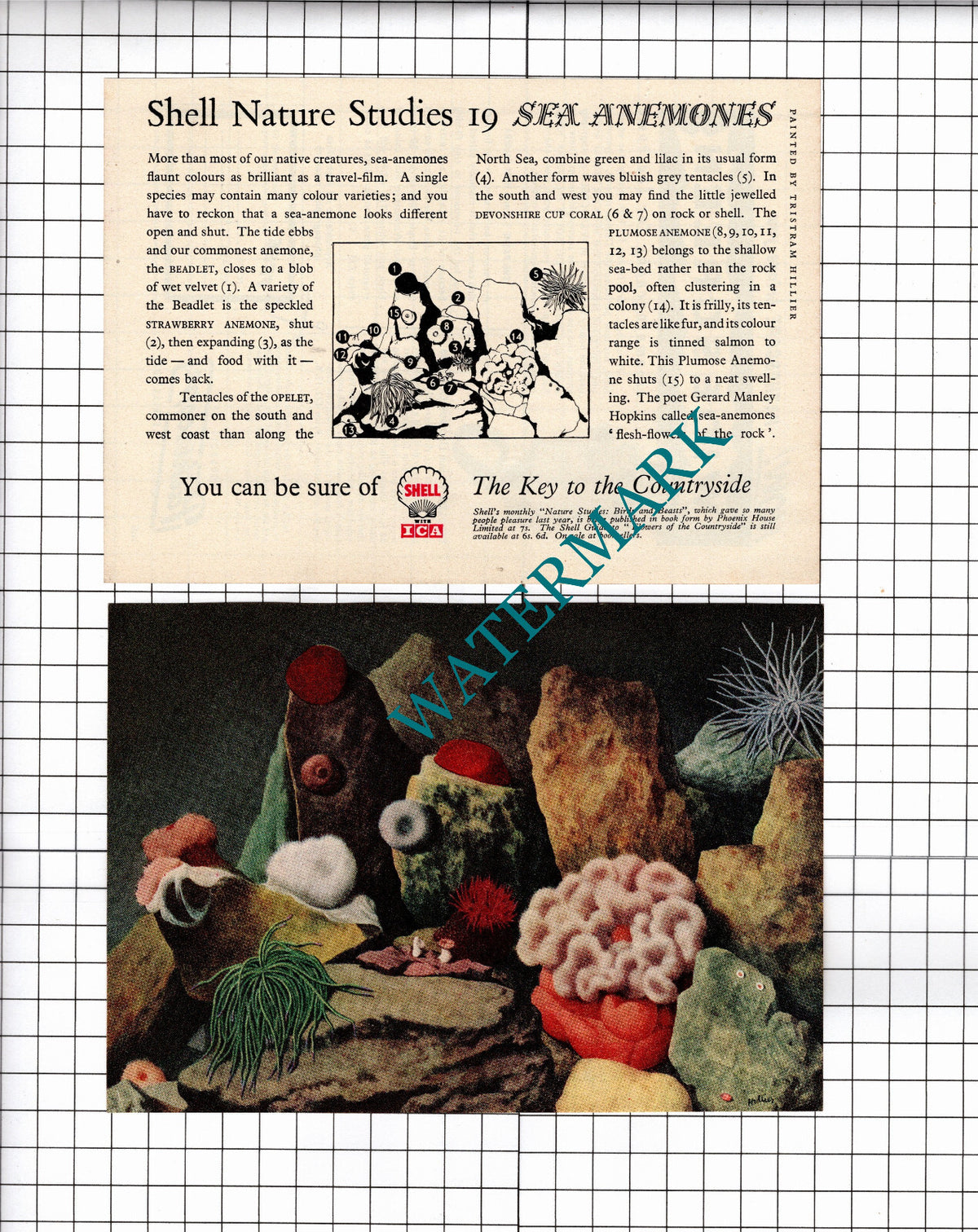 Shell Sea Anemones ADVERT - 1956 Two-Part Small Clipping