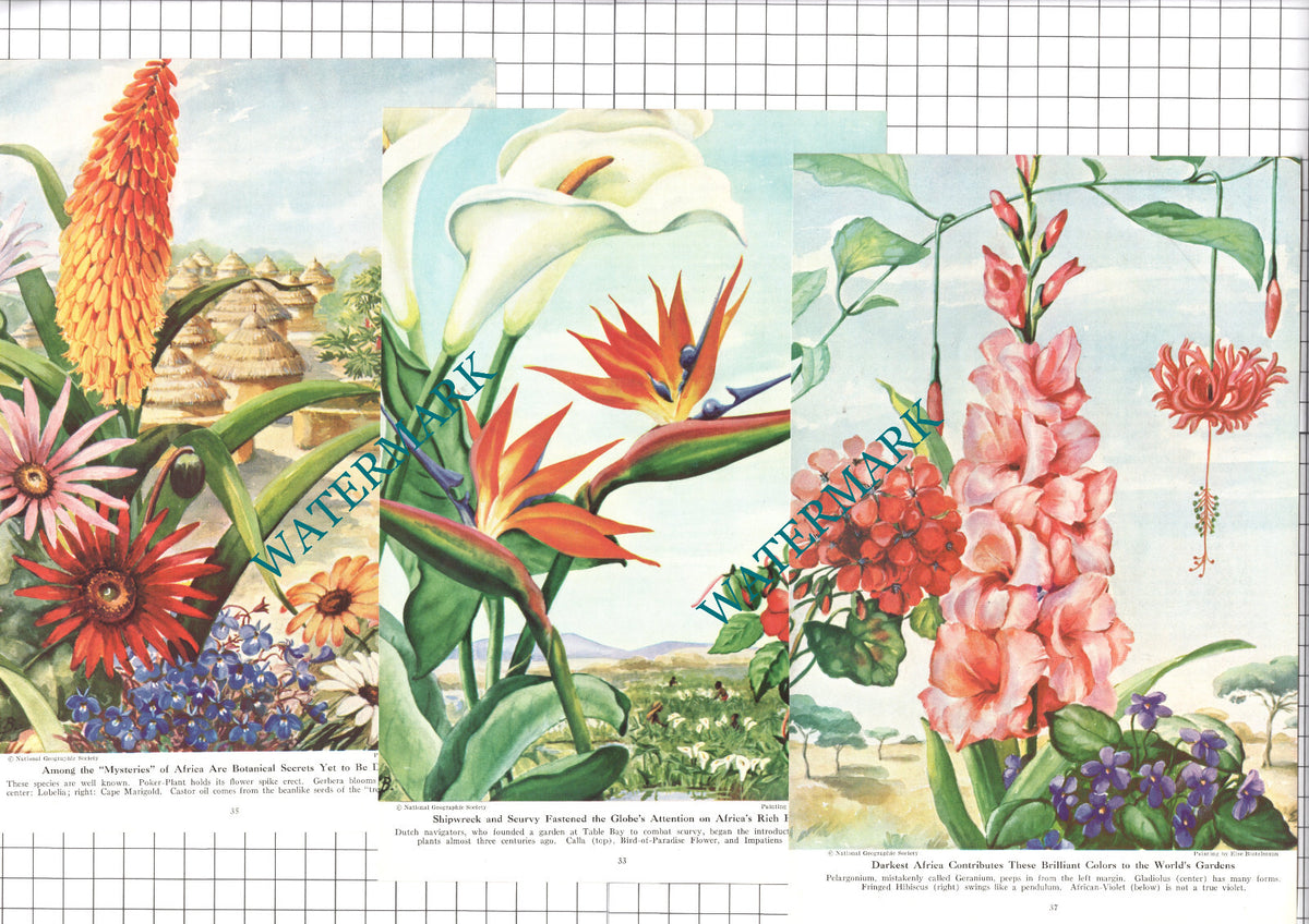 Else Bostelmann African  Plants Africa- 1947 Three Book Prints