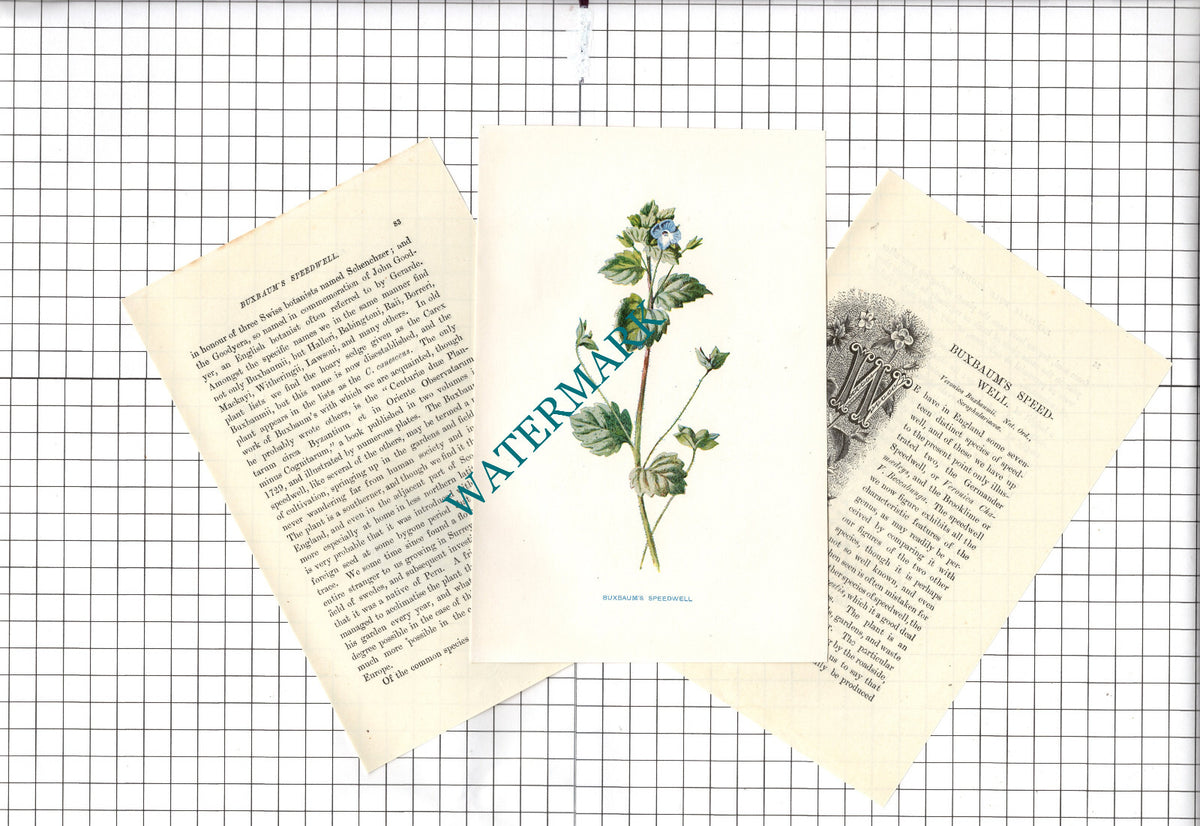 BUXBAUM'S SPEEDWELL Botannical Wild Flower Plant Hulme - c.1900 Small Print