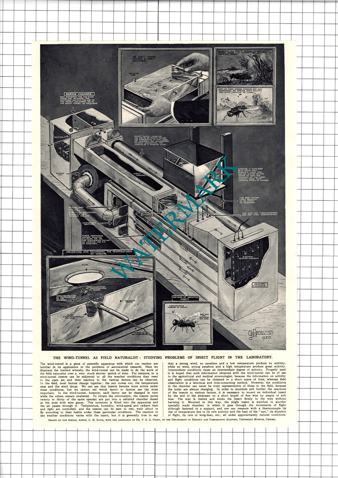 Wind Tunnel Diagram Dr PSG DIgby Dept Of Zoology Oxford- 1950 Clipping / Print